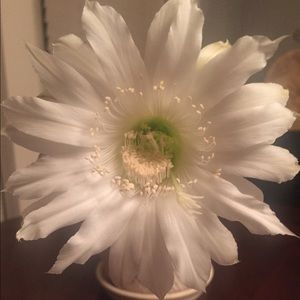 Meet your Posher, Judith